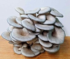King Blue Oyster Mushroom Grow Kit (Pleurotus Hybrid) – Already Inoculated!