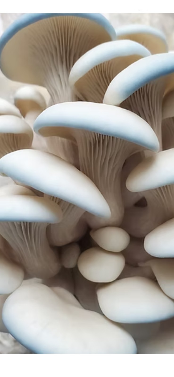 BLUE & WHITE OYSTER Mushroom (Hybrid) Colonized Grain Spawn, 1 Quart gallery
