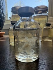 Quick Culture Mini Spore Germinating Liquid Culture Jars (3-Pack)