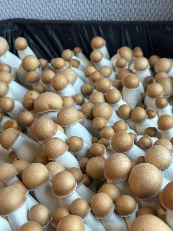 Premium Bulk Mushroom Substrate Mix | Fully Pastuerized | Maximum Yield (5 LBS) gallery