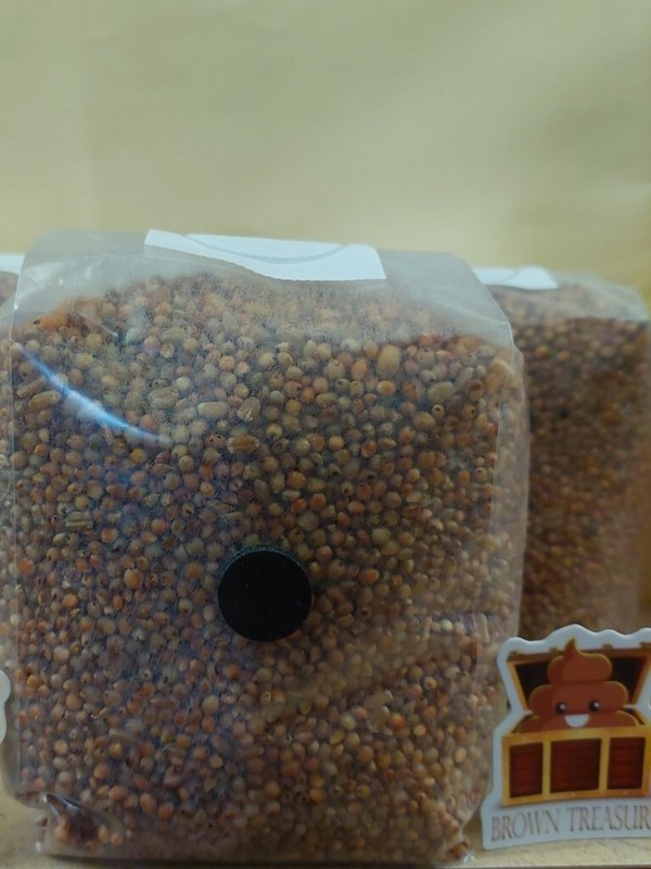 Sterilized, Mushroom Grain Spawn (2lb Bag) gallery