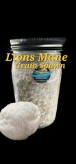 Lions Mane Mushroom Colonized Grain Spawn, 1 Quart