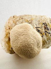 Lions Mane Grow Kit UP Gourmet Foods Local Michigan Made