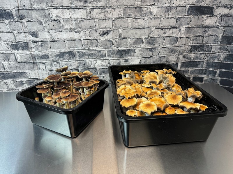 Premium 5-Grain Mushroom Spawn Bags | Sterilized Grain Bags | Injection Ports gallery