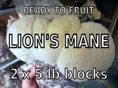 Lion’s Mane Mushroom Grow Kit 2-Pack (H. erinaceus) – 2 x 5 lb Blocks!