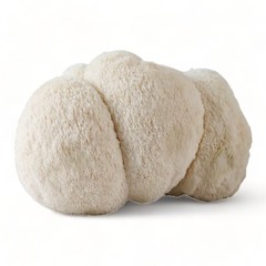Organic Lion’s Mane Mushroom Grow Kit – Beginner Friendly – Guaranteed to Grow