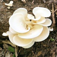 Pearl Oyster Mushroom (Pleurotus ostreatus) Liquid Culture