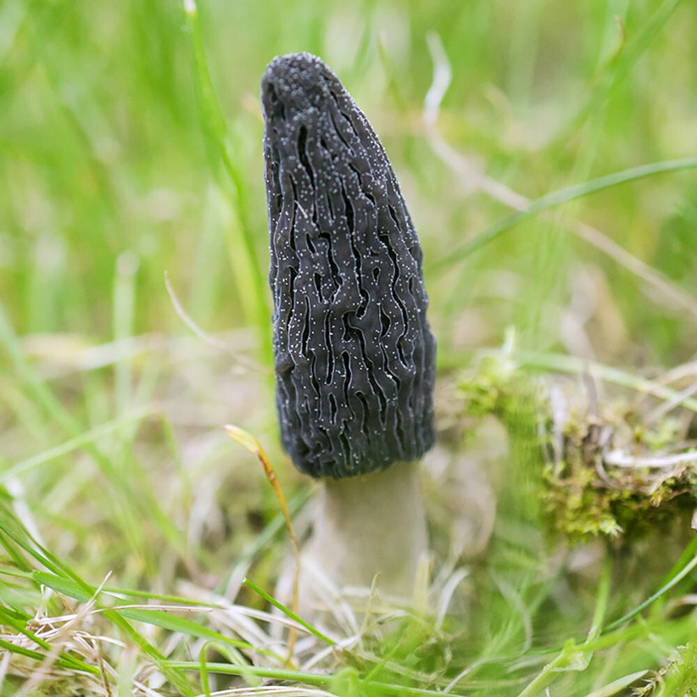 Morchella importuna Liquid Culture gallery
