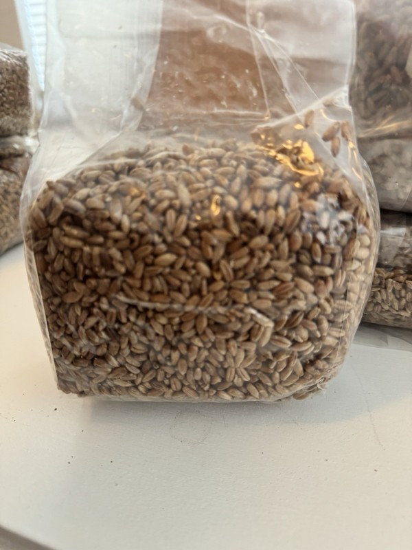 3 Pack Sterile Grain Bags For Growing Mushrooms gallery