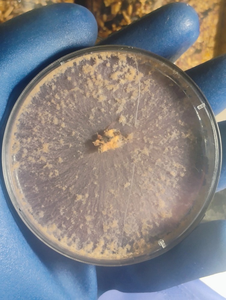Black Morel Mushroom Fungi Live Culture Plate