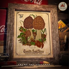 Morel Mushrooms Art Print 11×14 Mushroom Hunting Artwork Cabin Wall Decor Gift