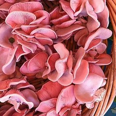 Pink Oyster (Valentine) Mushroom (Pleurotus djamor) -“seeds”- 20 gr