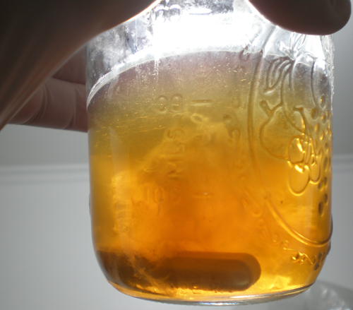 Black Poplar Mushroom (Agrocybe aegerita) Liquid Culture gallery