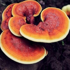 Red Reishi Medicinal Mushroom Live Liquid Fungi Culture Syringe 10ml