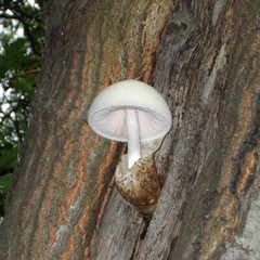 Silky Rosegill (Volvariella bombycina) Liquid Culture