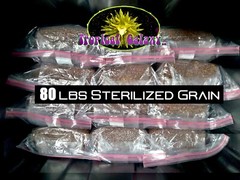 80lbs Bulk Sterilized Grain for Mushroom Spawn ,10x 8lb Bags, 80lbs Total