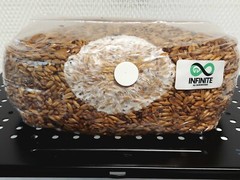 Pre-innoculated Sterile Grain Bag