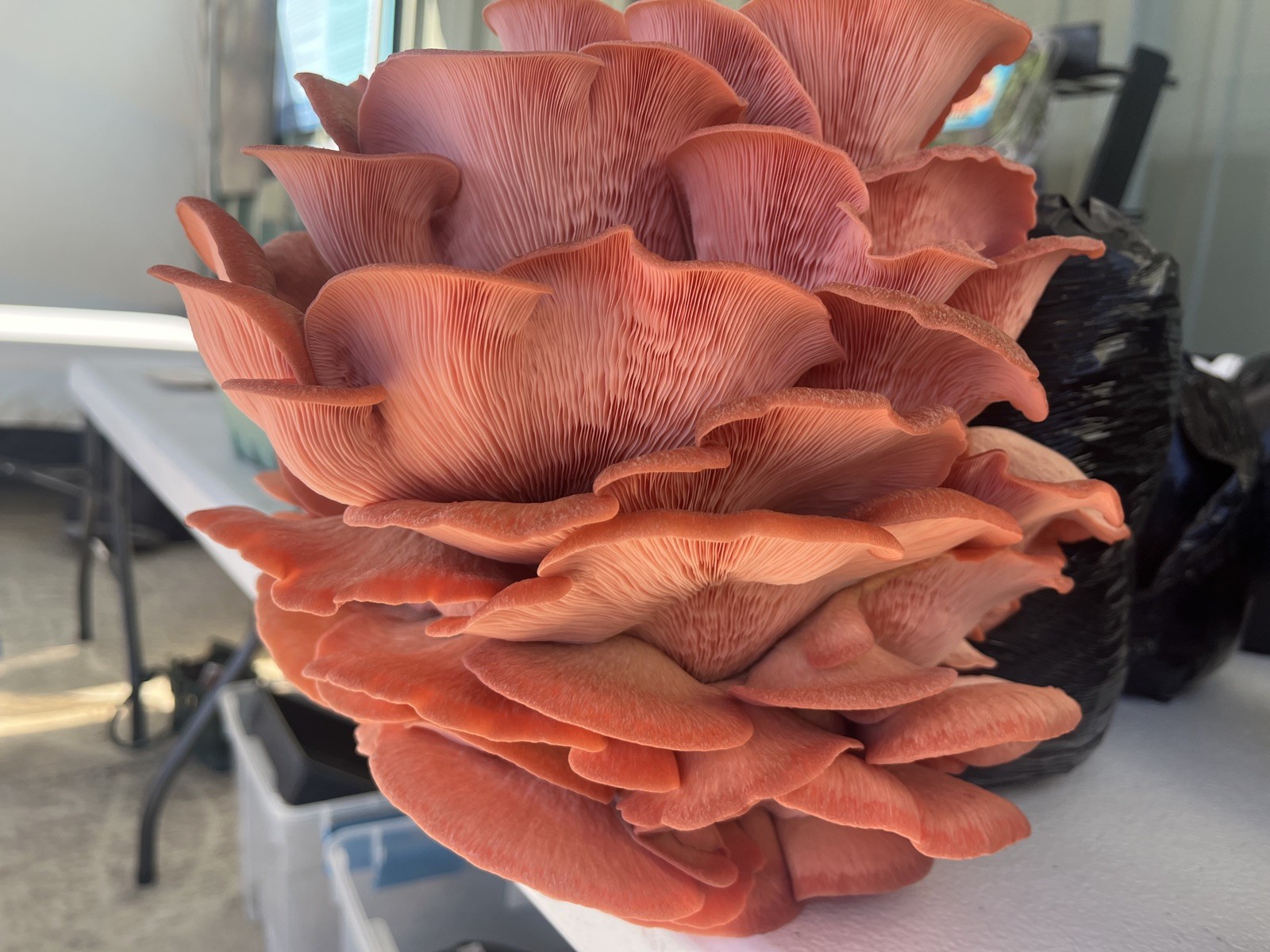Pink Oyster (Pleurotus djamor) Liquid Culture 10ml gallery