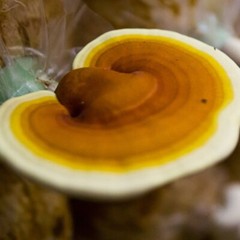 Yellow Reishi Mushroom Liquid Fungi Live Culture Syringe 10ml