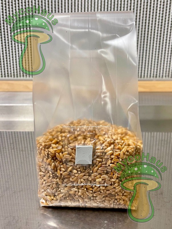 one pound sterilized rye grain bags with injection port mushroom substrate gallery