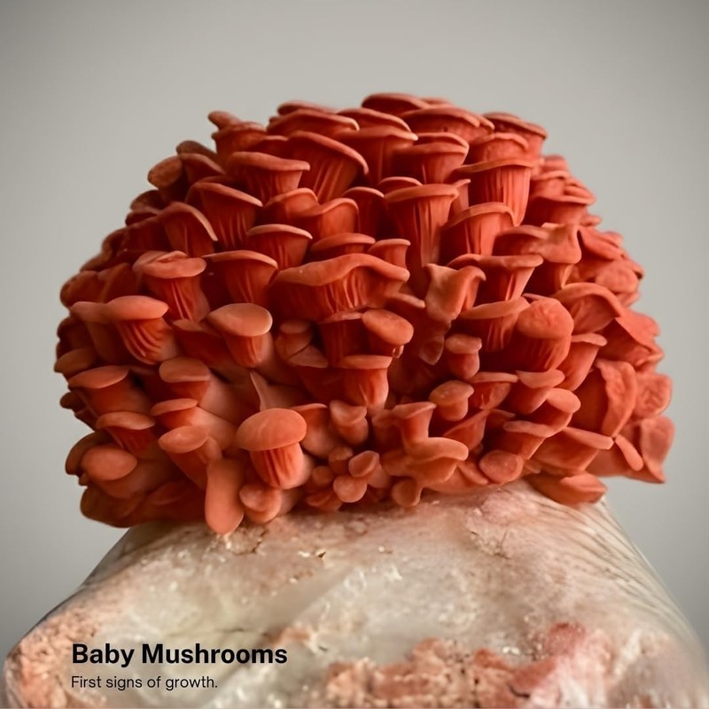 Grow Delicious Pink Oyster Mushrooms at Home - Unique Gift Idea for Foodies gallery