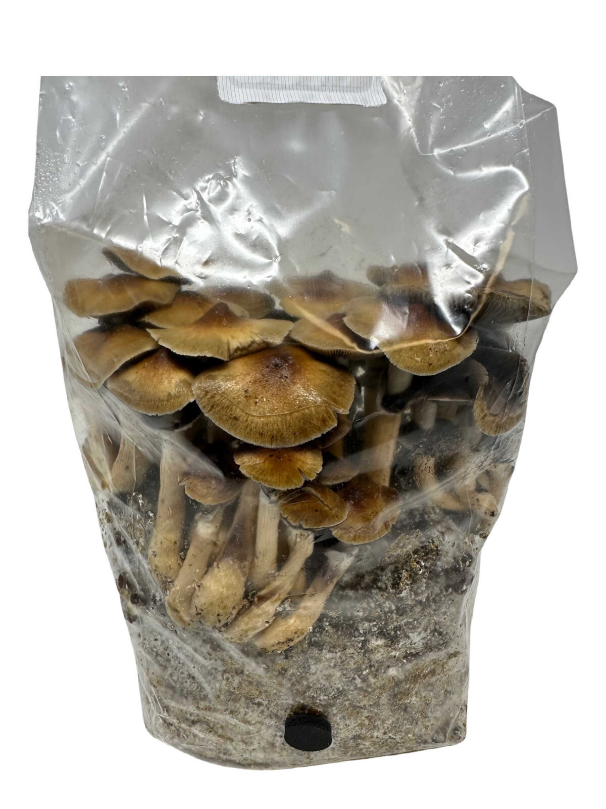 Maitake (Hen of the Woods) Indoor Mushroom Grow Kit Ready to Grow! 5 Pound gallery