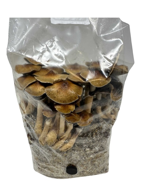 Maitake (Hen of the Woods) Indoor Mushroom Grow Kit Ready to Grow! 5 Pound gallery