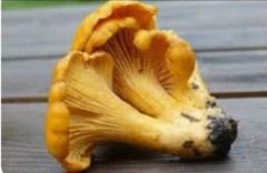 3 Pack! Chanterelle Mushroom – Garden Grow Kit – Organic Mushroom Starter
