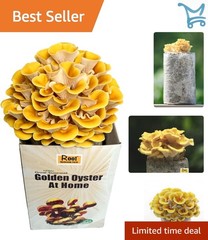 Golden Oyster Mushroom Grow Kit Organic Indoor Drought Tolerant Round
