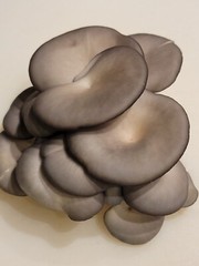 Blue Oyster Pleurotus ostreatus Liquid Culture 10+ ml Great Clone EASY SELECTION