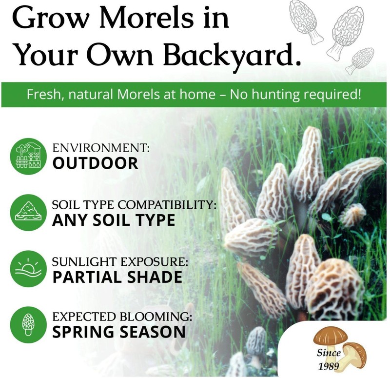 Morel Grow Kit & Morel Sticker gallery