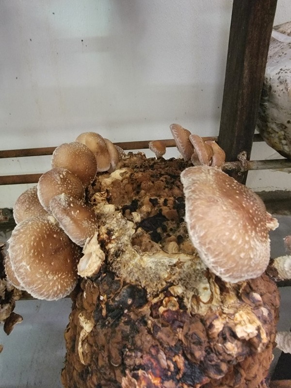 Shiitake Lentinus edodes '3782' Liquid Culture Syringe 10+ ml Wide Range Strain gallery
