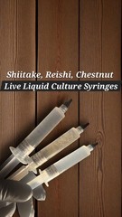 Shiitake, Reishi, Chestnut Mushroom Liquid Culture, 10ml Syringes
