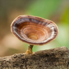 Yellow-toothed Micropore (Microporus xanthopus) Liquid Culture