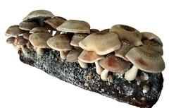 Root Mushroom Farm/Shiitake Mushroom Grow Kit/ Harvest in 10 Days