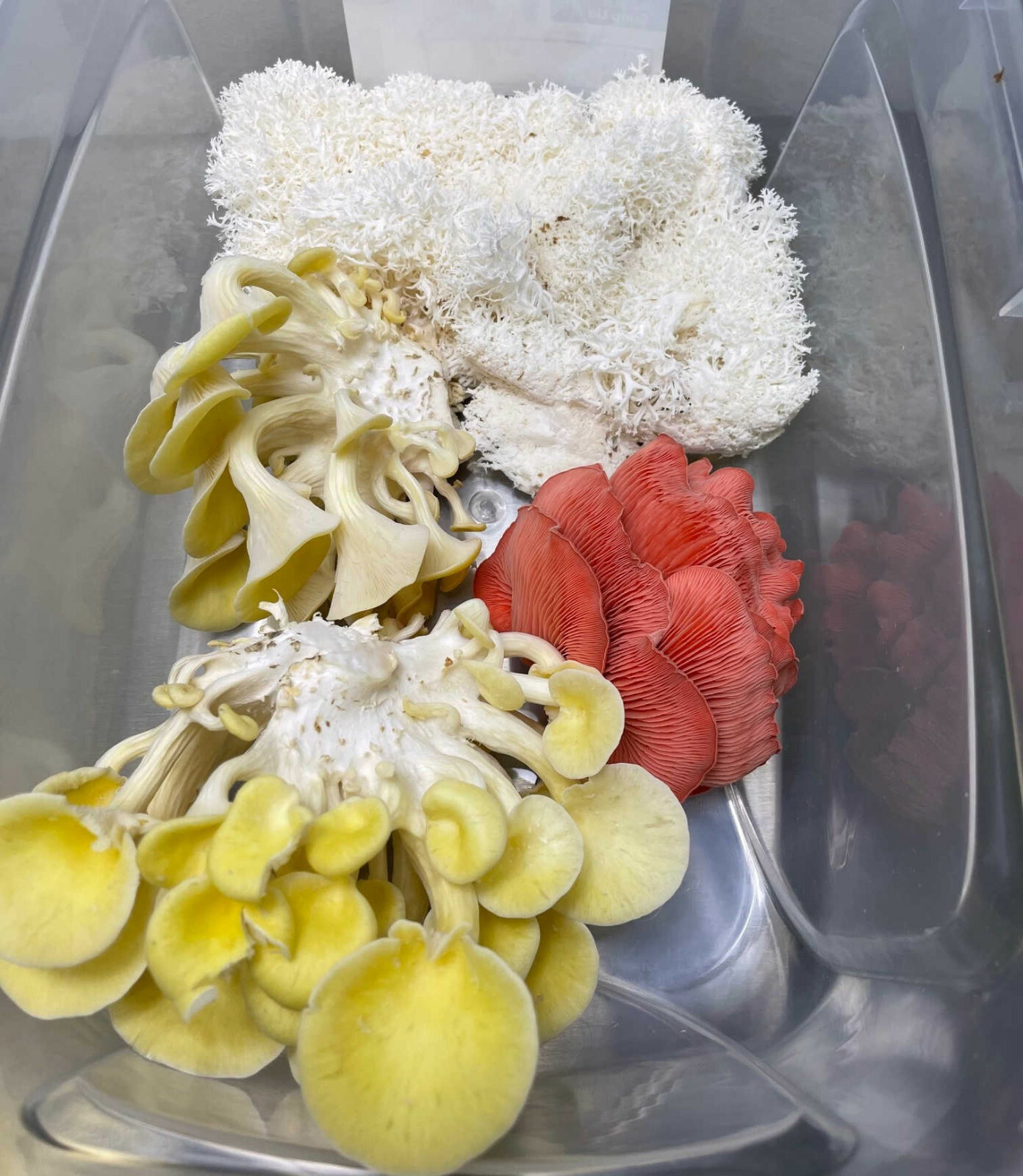 Pink Oyster Indoor Mushroom Grow Kit Ready to Grow! 5 Pound gallery