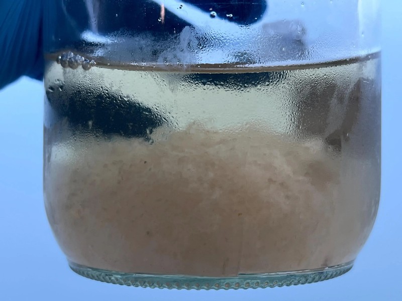 Maitake Mycelium Vivo 10ml Liquid Culture Laboratory Grade Leafy Faucet gallery
