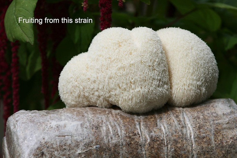Lion's Mane Liquid Culture 10cc Vegetarian Gmo-Free Mushroom Grow Kit gallery