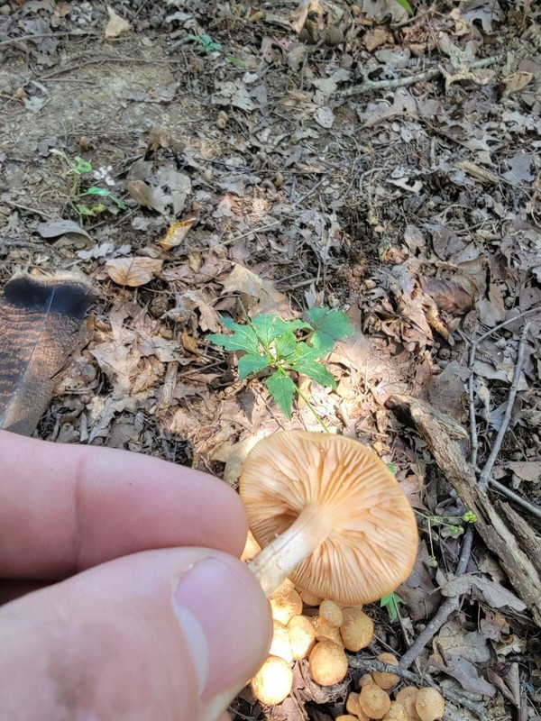 Ringless Honey Mushroom Desarmillaria caespitosa Liquid Culture MO Clone 10+ml gallery