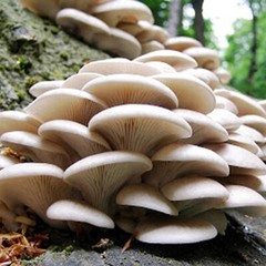 Branched Oyster Mushroom Liquid Fungi Live Culture Syringe 10ml