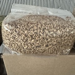 x2 Bags – 2 Pound Sterilized Rye Spawn Bag – Mushroom Substrate Grains Grow Bag