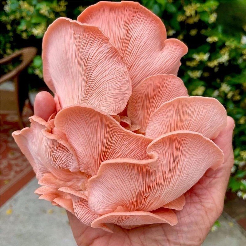Beginner-Friendly Pink Oyster Mushroom Grow Kit - Just Spray & Watch Them Grow! gallery