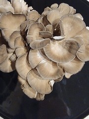 Hen of the Woods (Maitake) Grifola frondosa Liquid Culture 10+ ml Sweet Gourmet
