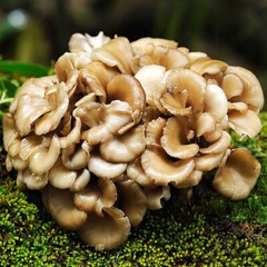 Maitake (Grifola frondosa) Liquid Culture