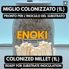 Enoki Mycelium on Grain 1L | Organic Mile | Colonized | Zero Contamination
