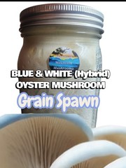 BLUE & WHITE OYSTER Mushroom (Hybrid) Colonized Grain Spawn, 1 Quart