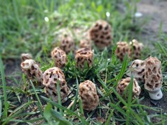 Morel Mushroom Keychain Antlers Shed Antlers.