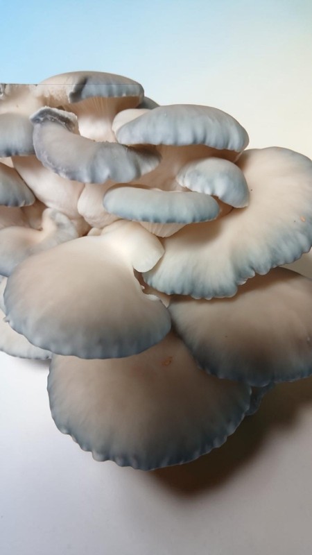 BLUE & WHITE OYSTER Mushroom (Hybrid) Colonized Grain Spawn, 1 Quart gallery
