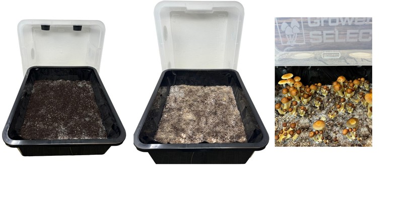 Premium 5-Grain Mushroom Spawn Bags | Sterilized Grain Bags | Injection Ports gallery