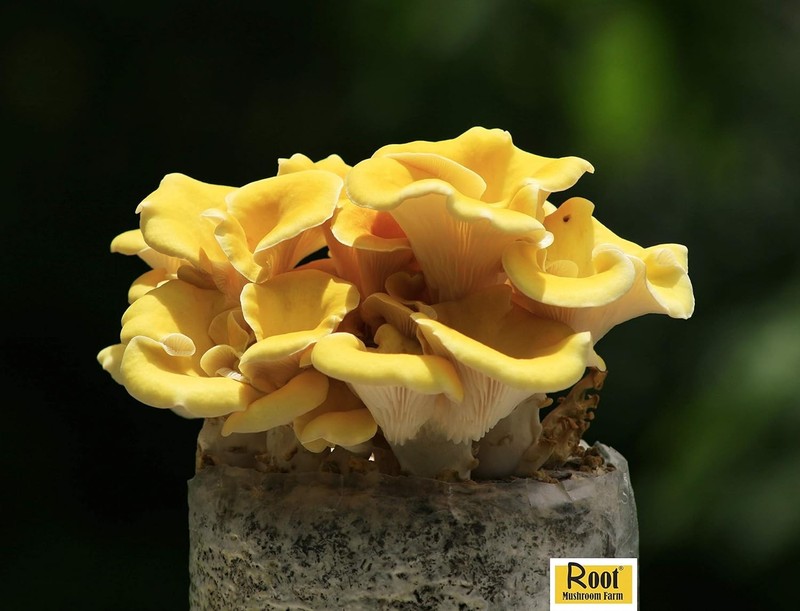 Golden Oyster Mushroom Grow Kit Organic Indoor Drought Tolerant Round gallery